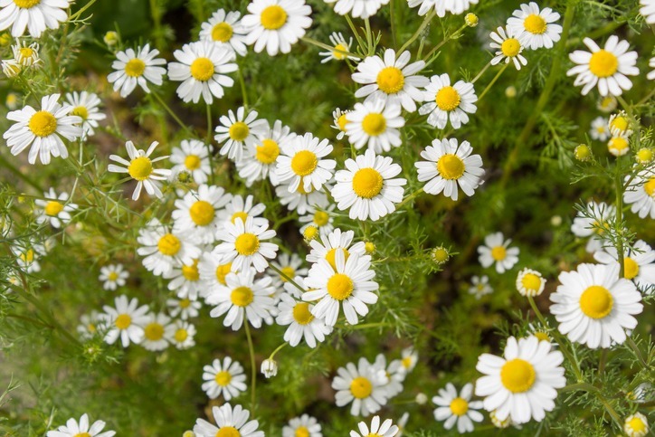 Chamomile flowers have many health benefits