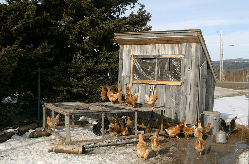 Chicken coop in the winter