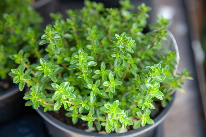 Close view of the thyme plant