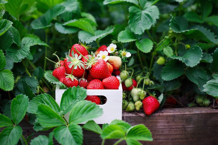 Fresh organic strawberries in a white wood basket