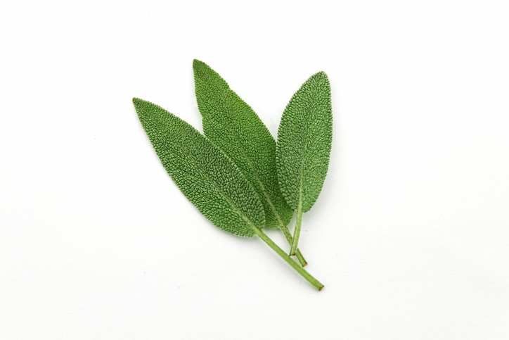 Fresh green sage leaves isolated on white background.