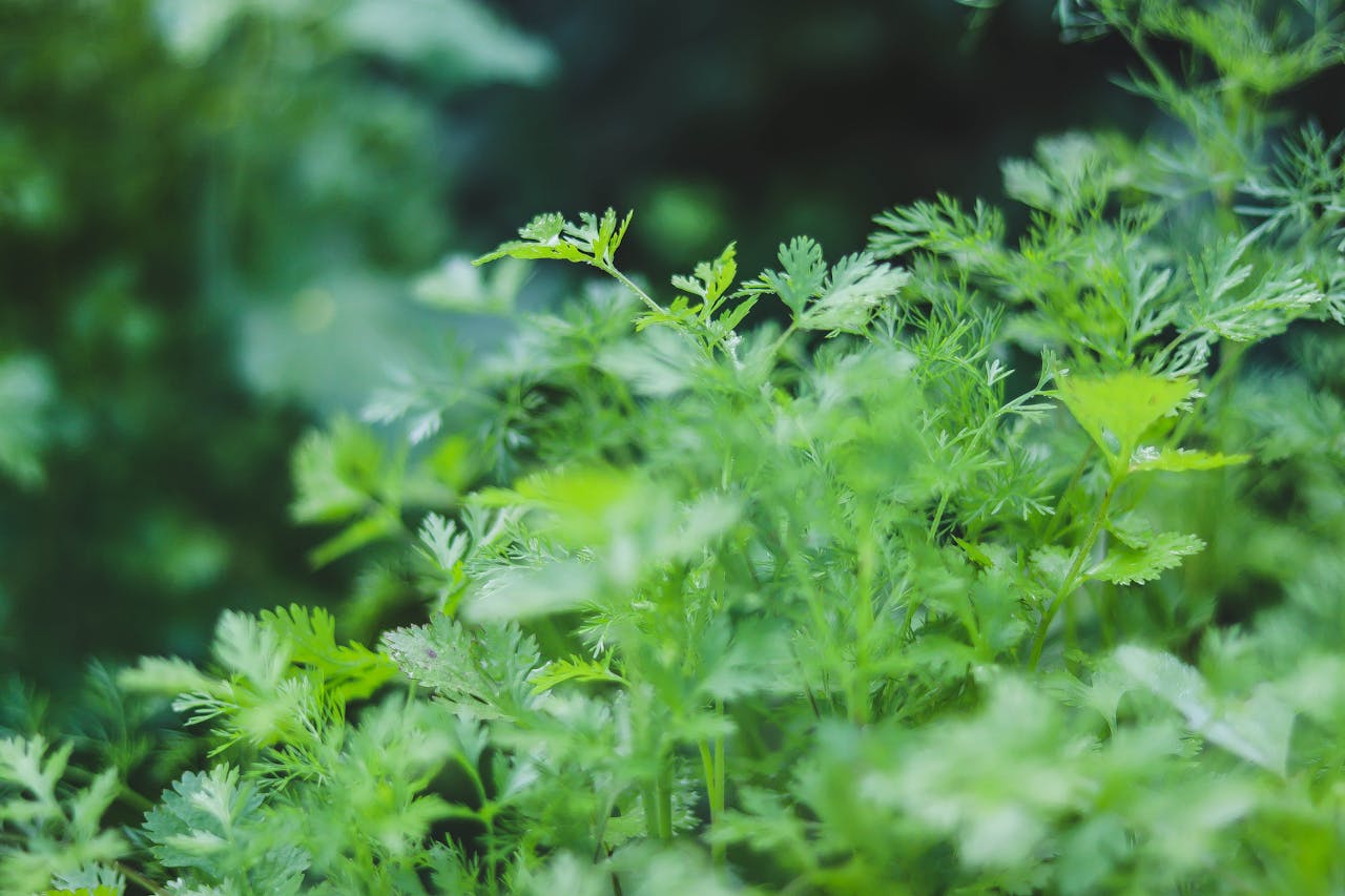 Why You Should Grow Coriander at Home