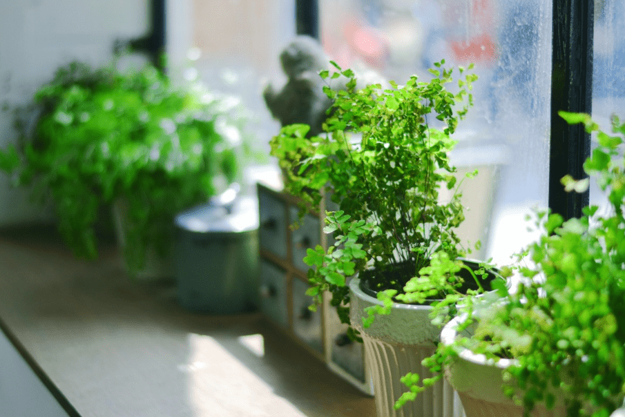 Herb plants on the windowsill