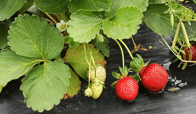 Strawberry plant with fruit