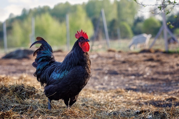 A black cock australorp (Gallus gallus) proudly walks in the yard