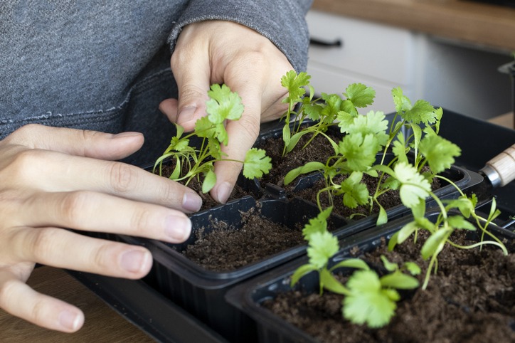 Young white woman caring for seedlings at home close-up