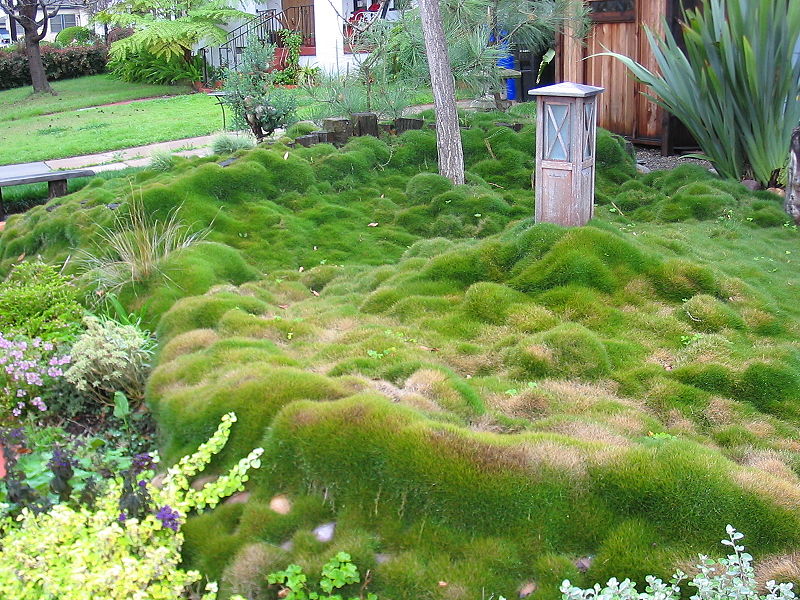 Zoysia_grass_in_San_Diego_California