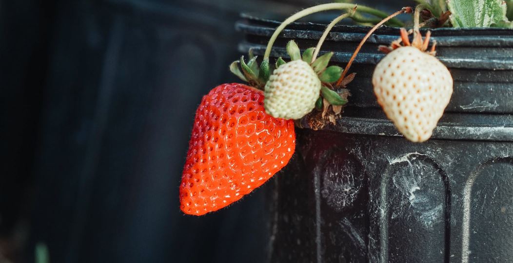 a-red-strawberry-near-unripe-strawberries
