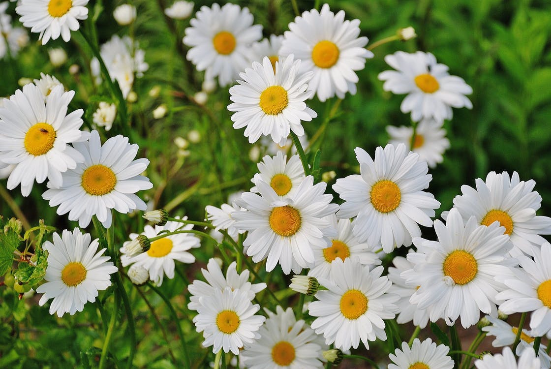daisy-flower-spring-marguerite-67857