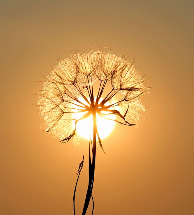 dandelion-sun-dew-water-