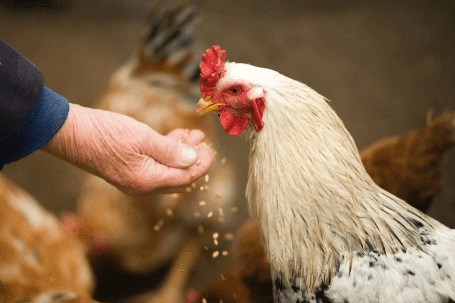 person-feeding-white-chicken-outdoor