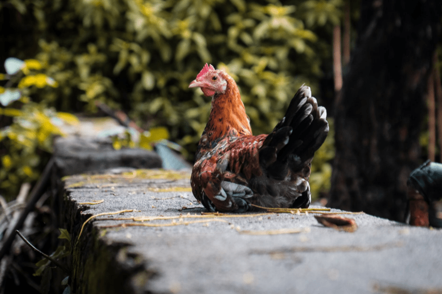 photo-of-hen-sitting-on-concrete-surface