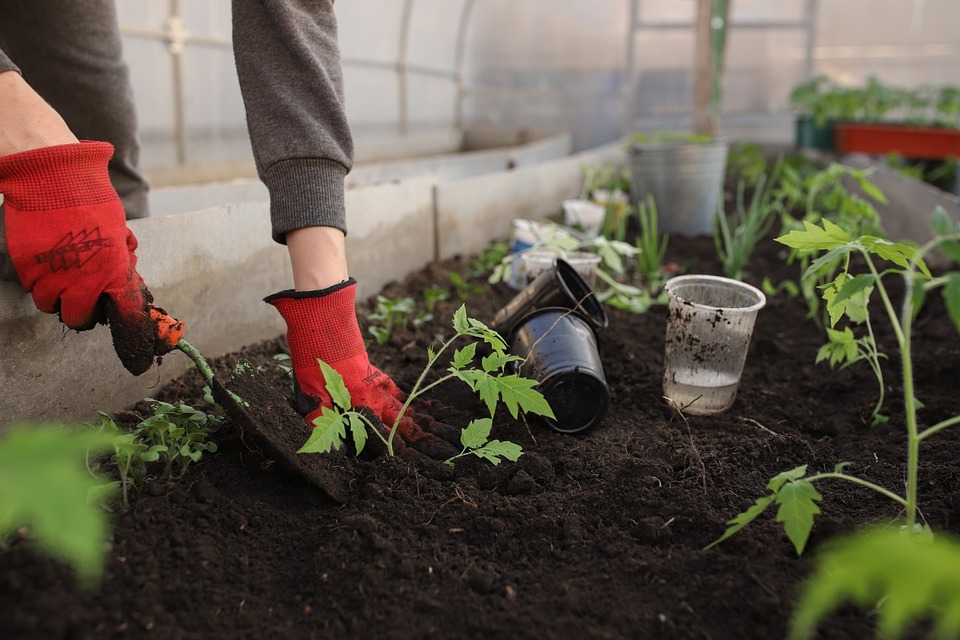 How To Create A Home Garden In 6 Steps