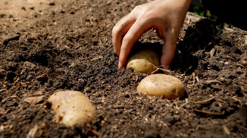 Closeup of female farmer planting organic potato in fertile garden soil and covering it with ground