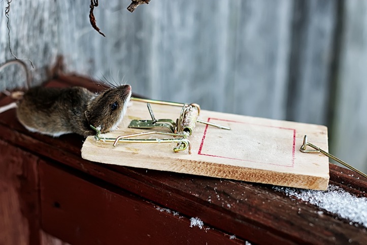 mouse in a mousetrap