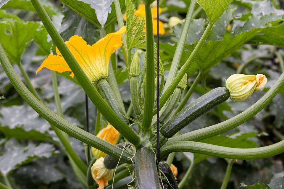 Image of Courgette Flowers.
