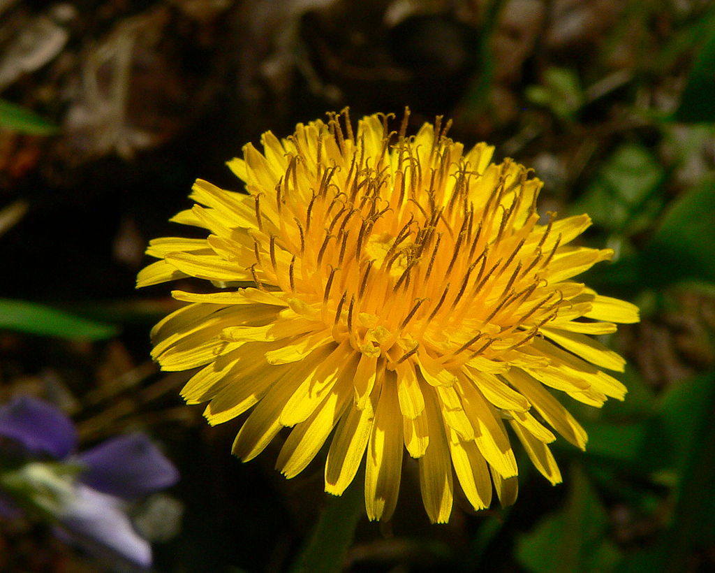 Image of a dandelion.