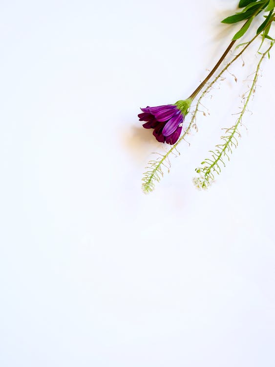 Image of purple flower with white background.