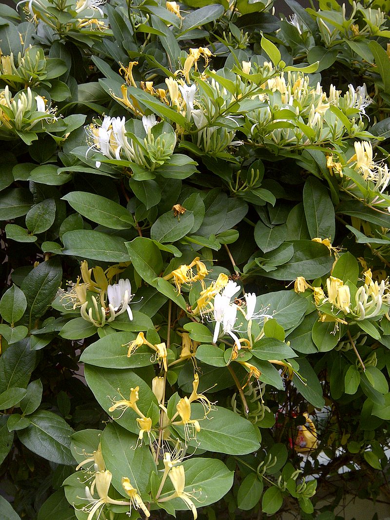Picture of the honeysuckle flower.