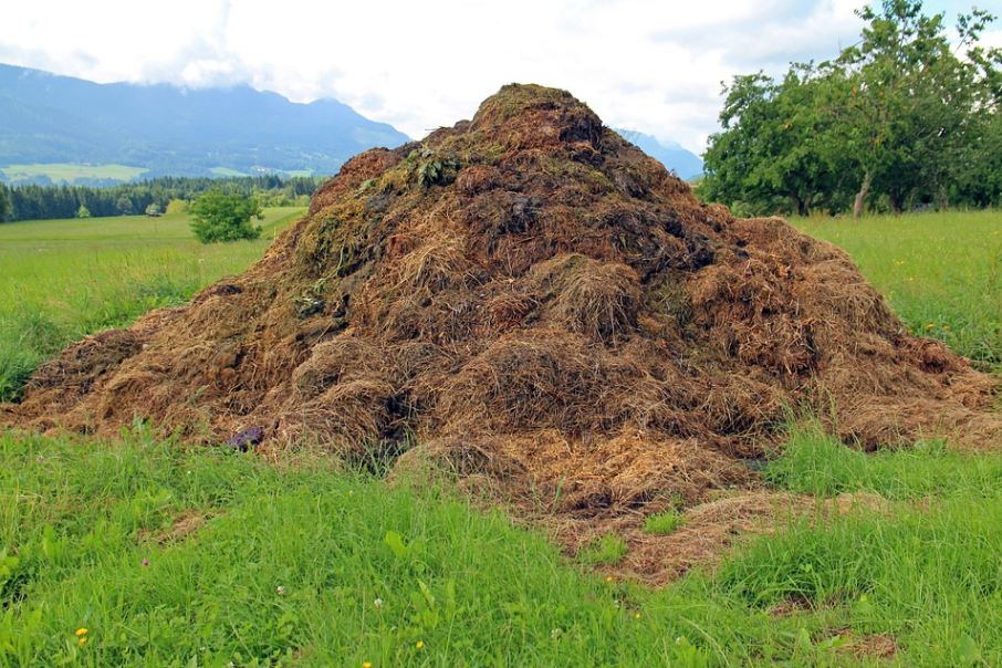a compost heap
