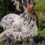 What Are the Best Chicken Breeds to Raise?