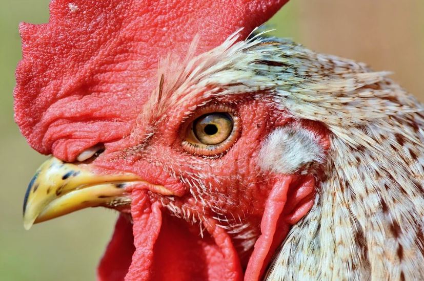 close-up of a chicken