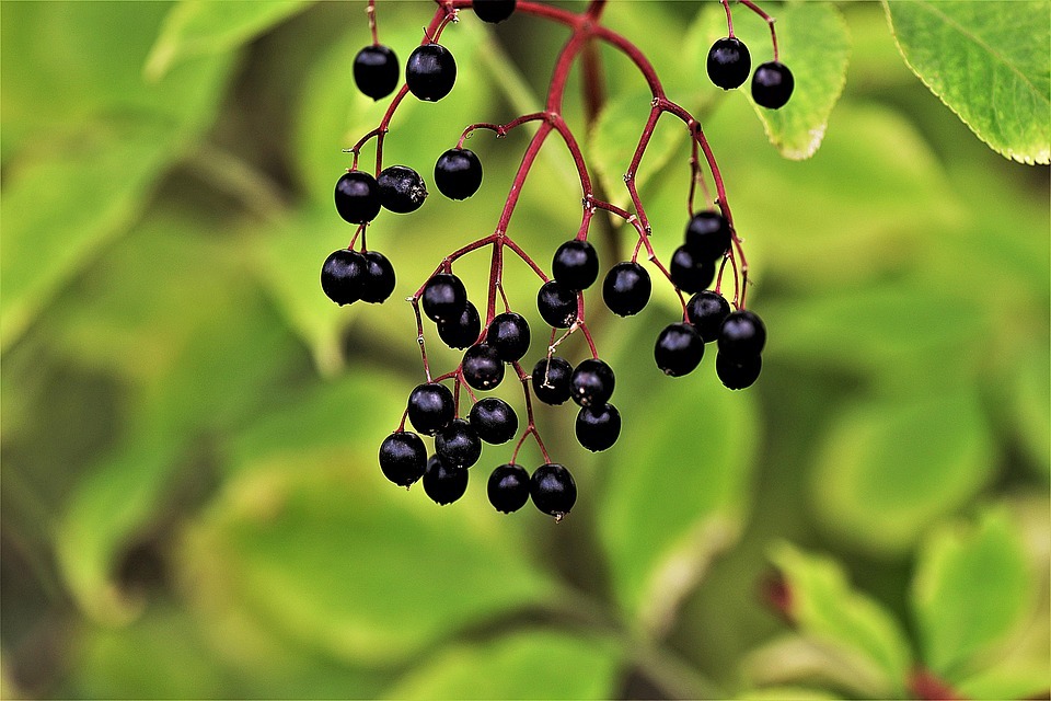 elderberry plant, elderberries