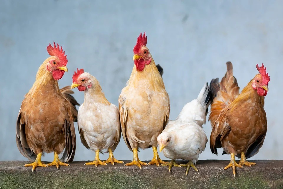 five chickens standing in a line