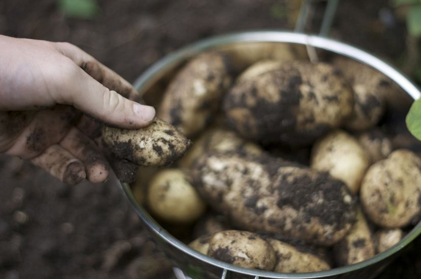 hand holding a small potato, numerous potatoes covered in soil, big silver container filled with potatoes