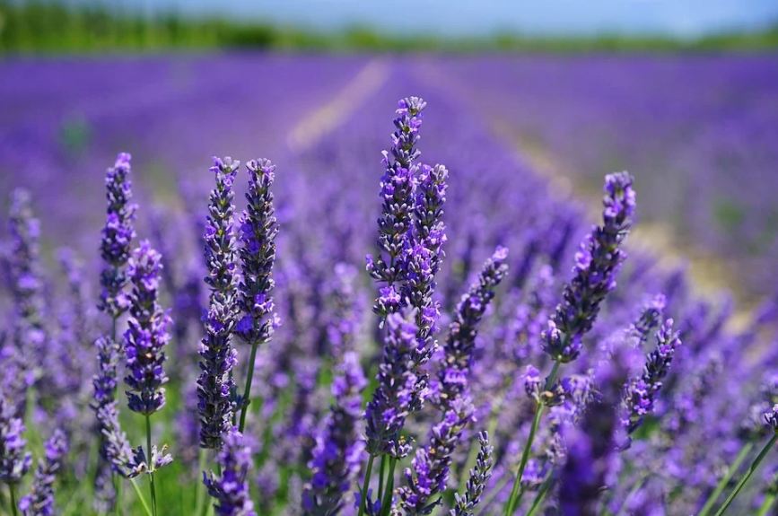 lavender field, lavender, lavender flowers