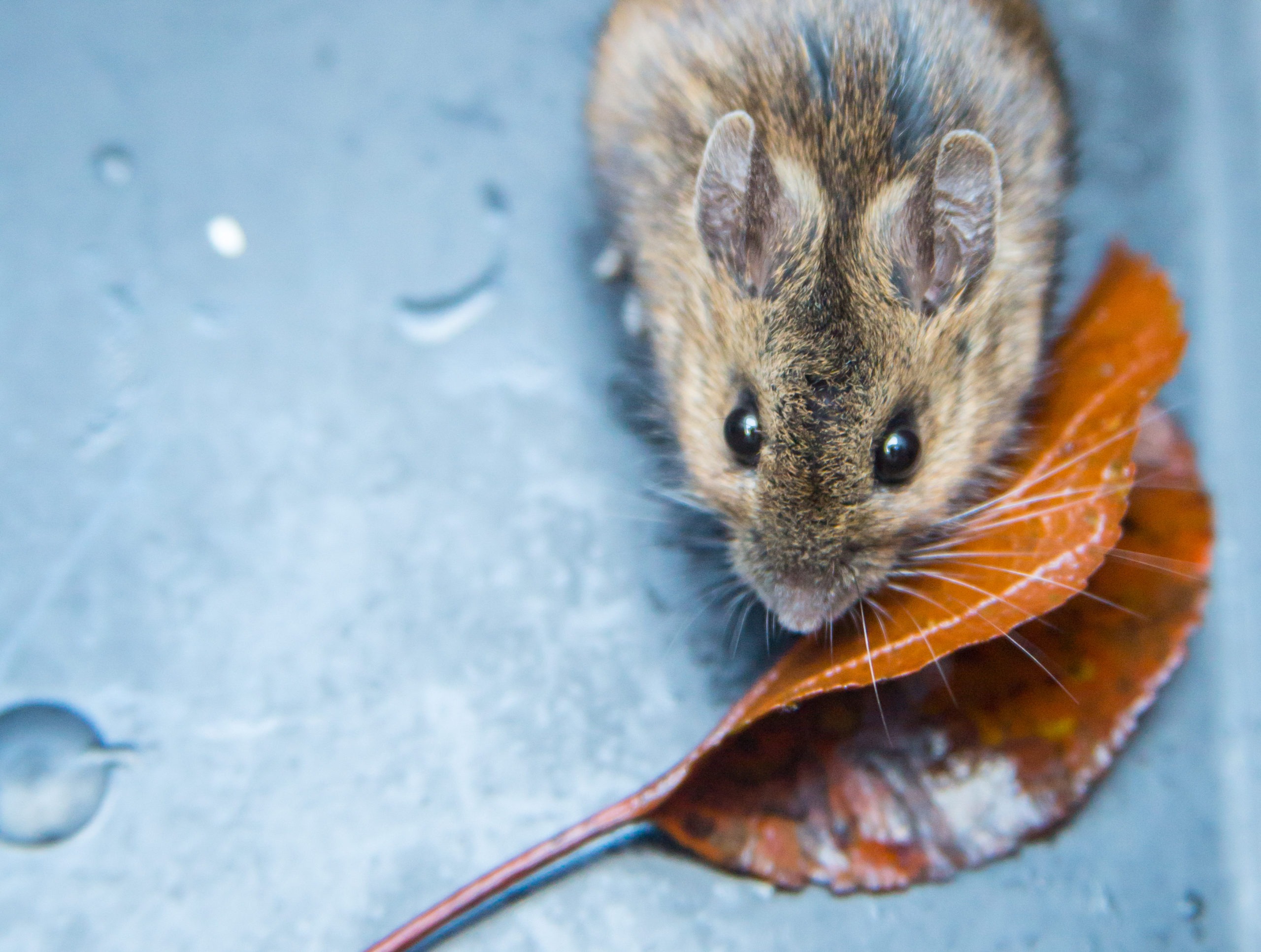 How to Prepare for Mice this Fall