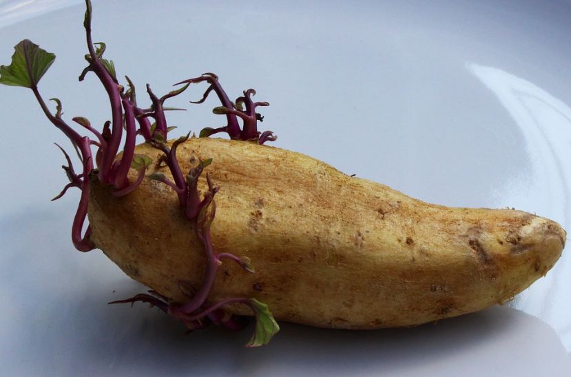 white plate, a single potato with growing purple stems, green leaves growing on the stems