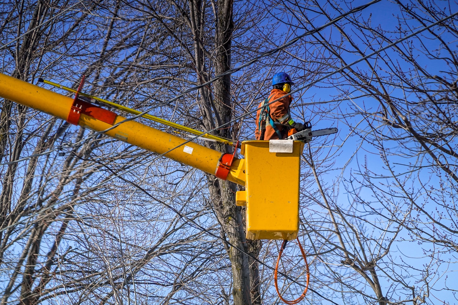 How to Offer Tree Services: A Guide for Home Improvement Business Owners
