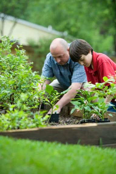 a father and a son working on their raised-bed garden