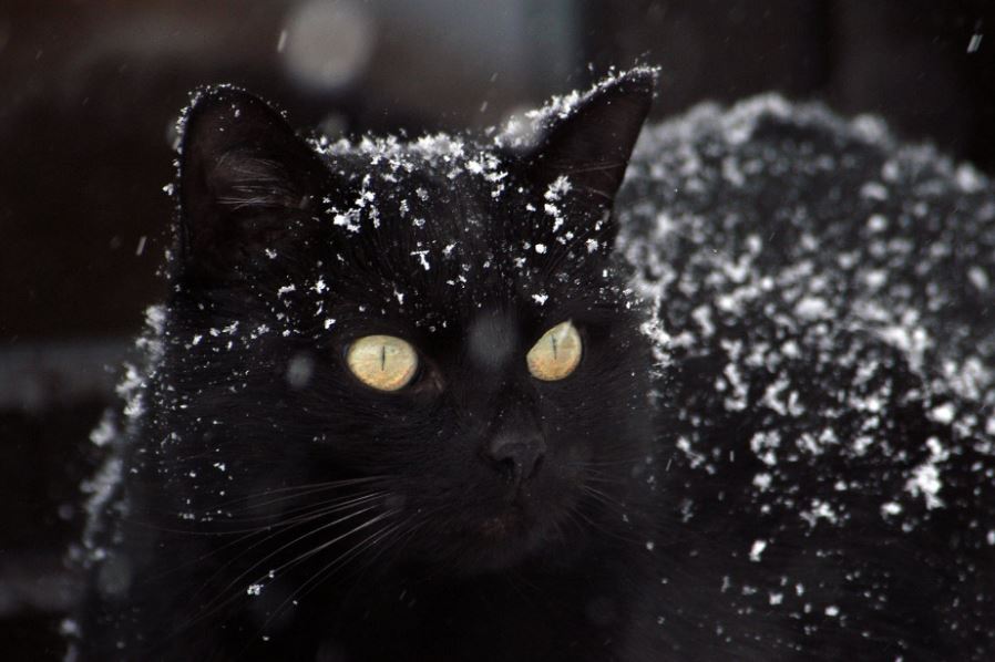 Caring for Cats during winter 