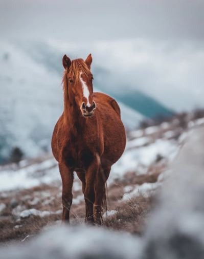 Caring for Horses and Livestock 