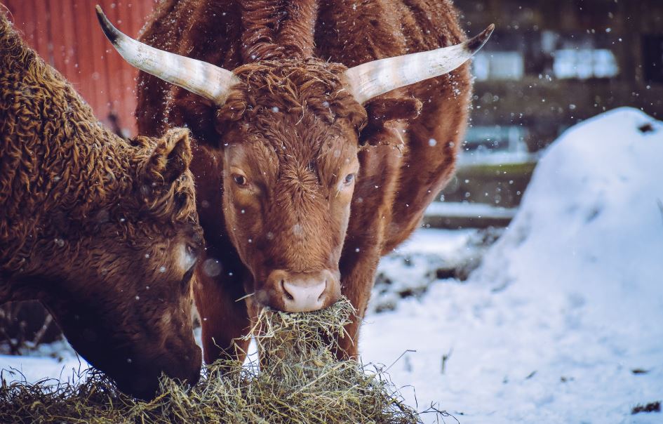 brown cows feeding on hay in the snow