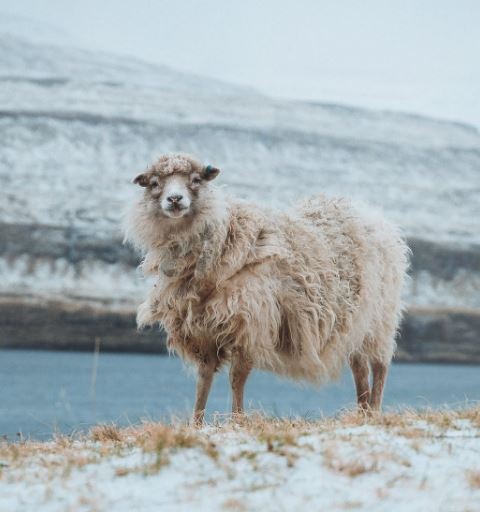 sheep-on-pasture-in-countryside-in-winter