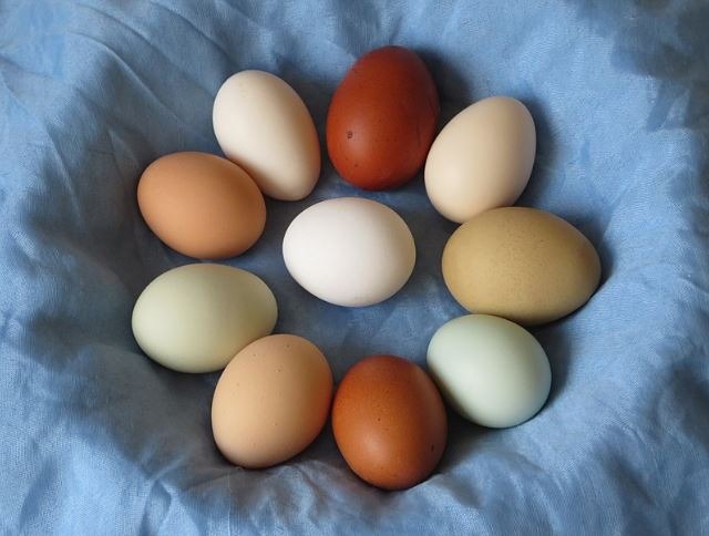Healthy assorted chicken eggs