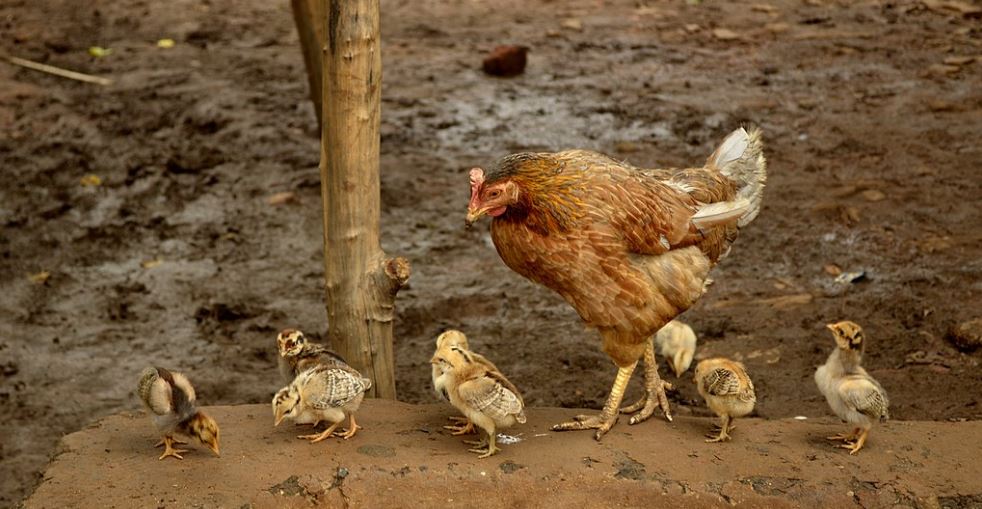 Some natural chicken care can benefit your livestock