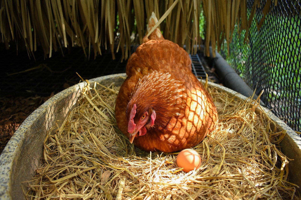 a-free-range-chicken-with-an-egg