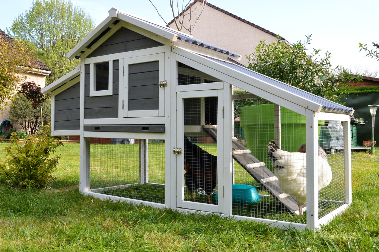 a-hen-house-or-chicken-coop