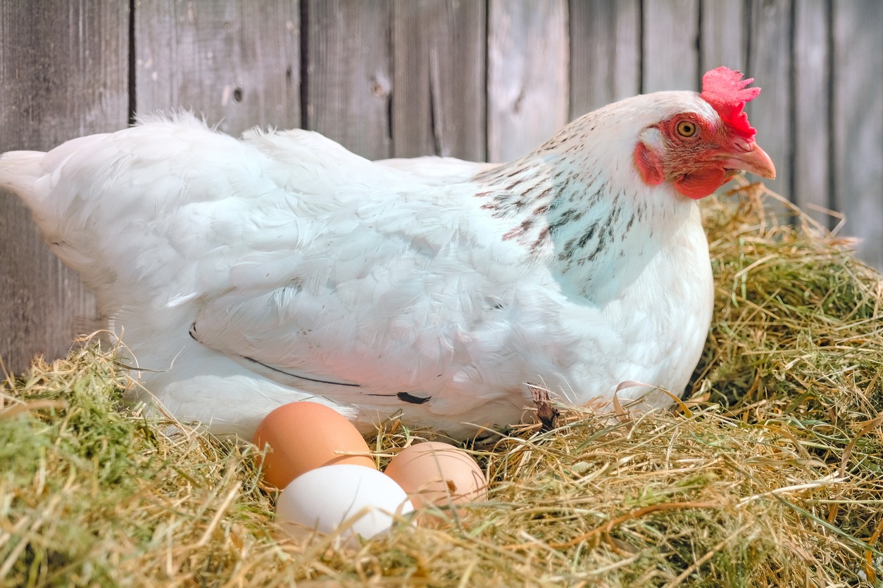 chicken-sitting-on-eggs-in-the-hay-nest
