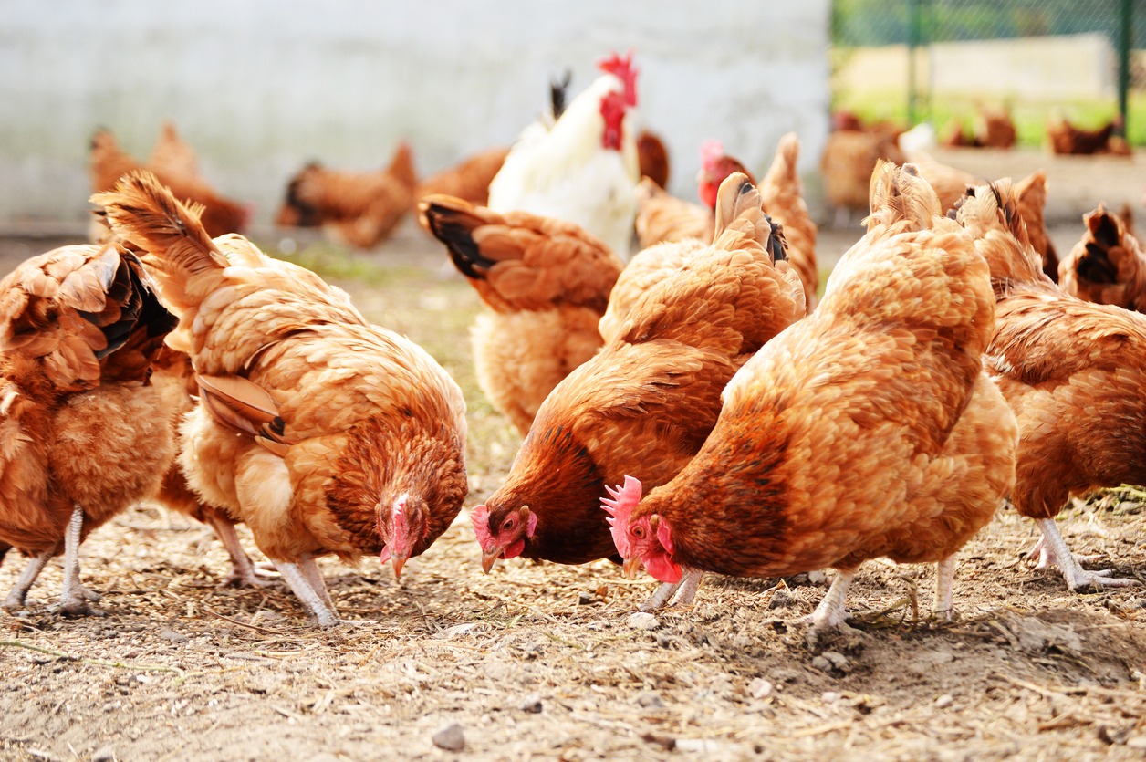 chickens-on-traditional-free-range-poultry-farm