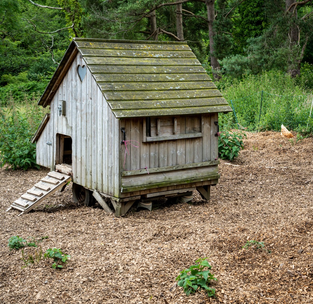 old-wooden-chicken-coop-surrounded-by-wood-chips-for-hens