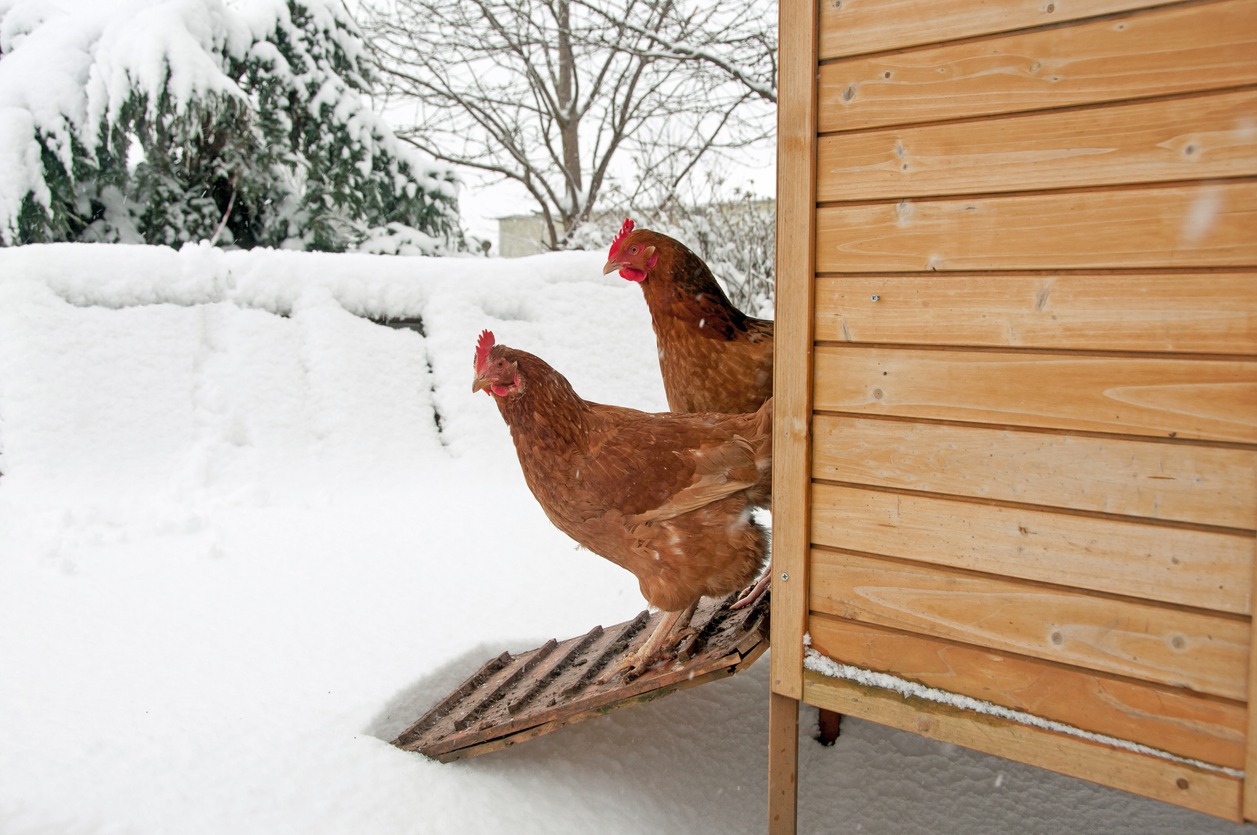 two-chickens-standing-on-the-ramp-deciding-whether-or-not-to-go-into-the-snow
