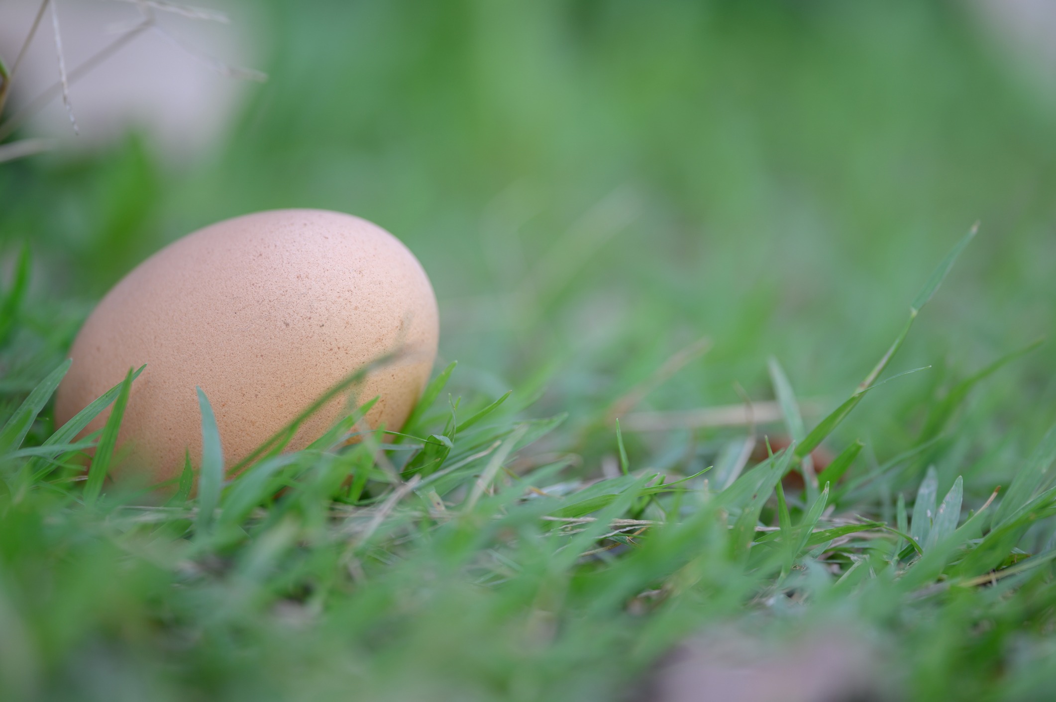 a chicken egg on the grass
