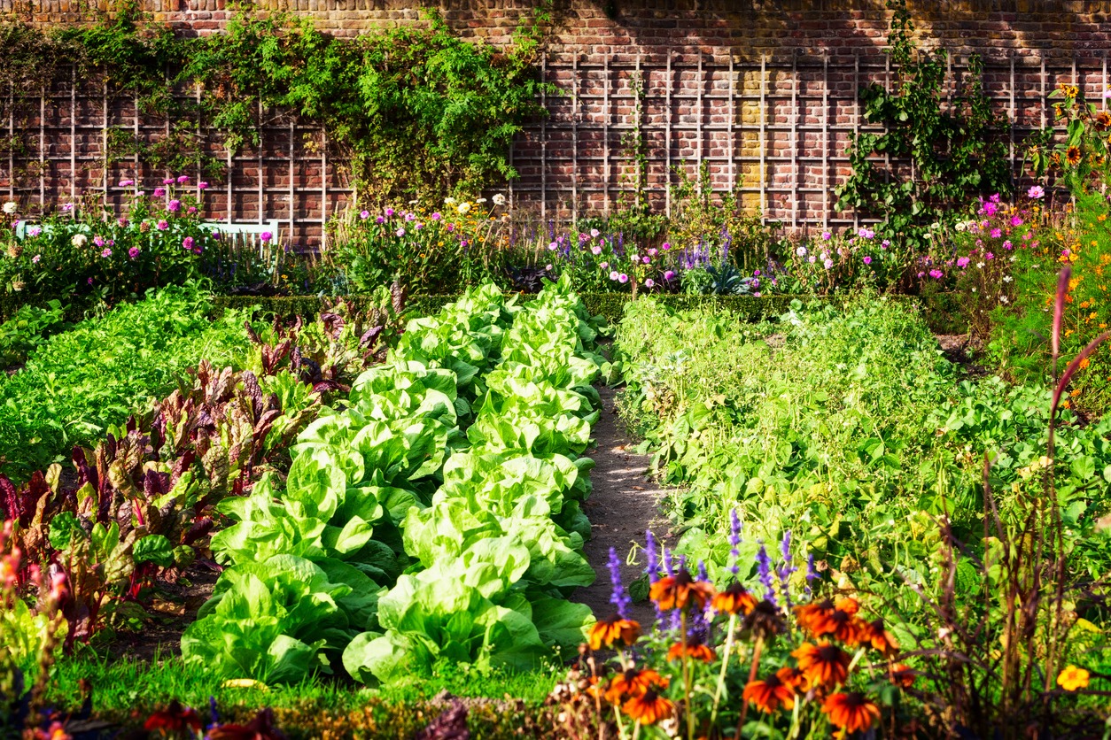 a-vegetable-garden-with-flowers