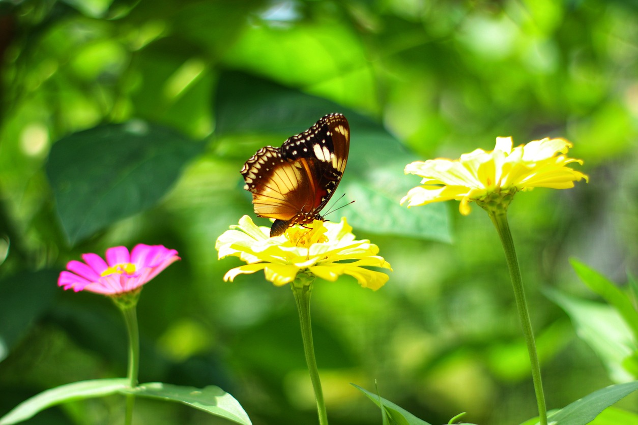 butterfly-perched-on-a-flower
