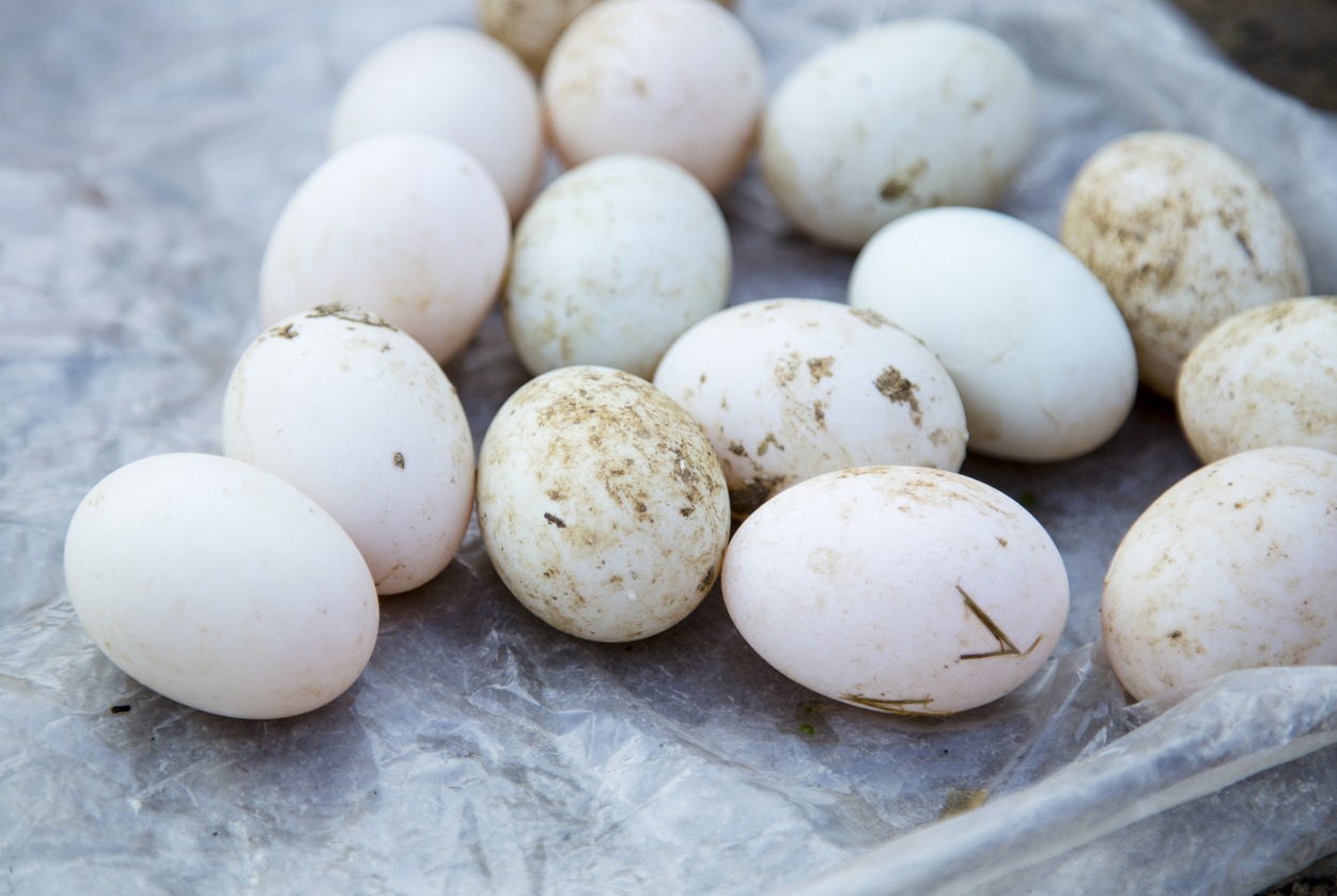 dirty-white-eggs